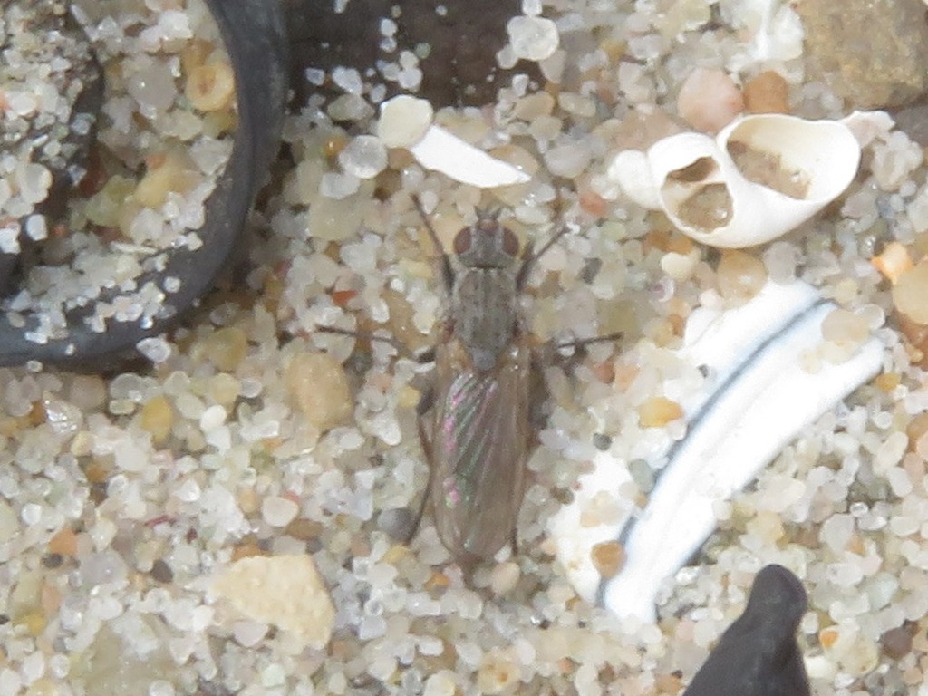 Fucellia maritima