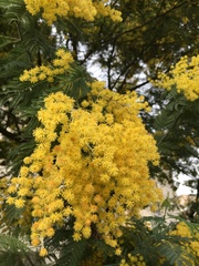 Acacia dealbata
