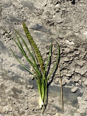 Triglochin elongata