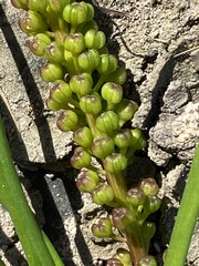 Triglochin elongata