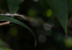 Lycodon travancoricus