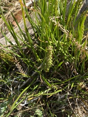 Triglochin elongata