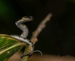 Lycodon travancoricus