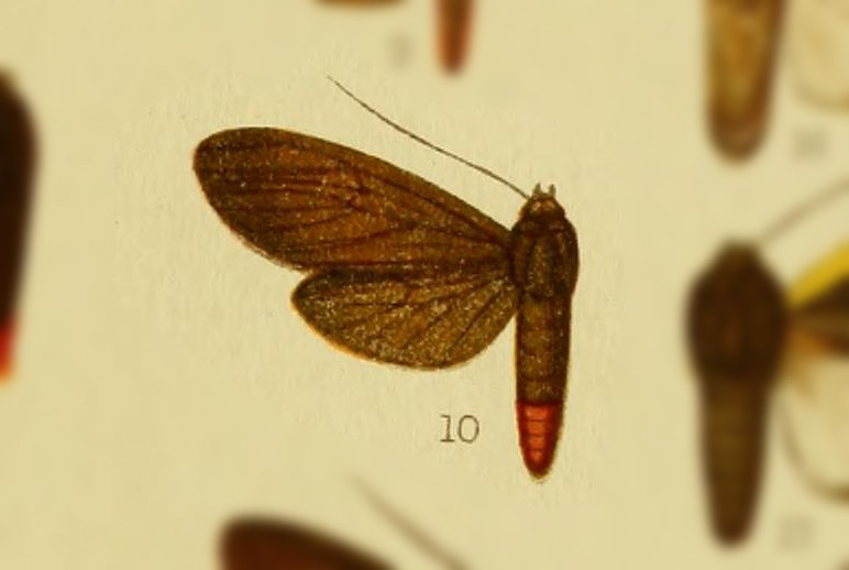 Pelochyta bicolor