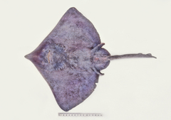 Dipturus grahamorum