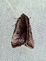 Galgula hippotamada