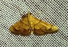 Orphanostigma haemorrhoidalis