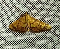 Orphanostigma haemorrhoidalis
