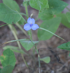 Tradescantia occidentalis