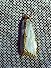 Argyria rufisignella