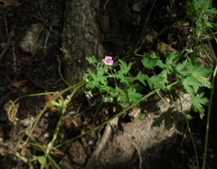 Geranium divaricatum