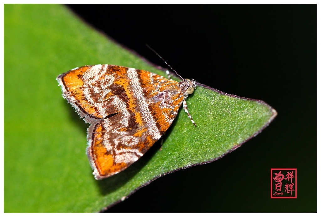 Choreutis