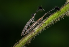 Eucomatocera vittata