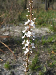 Stylidium diversifolium