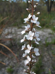 Stylidium diversifolium