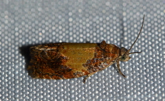 Olethreutes osmundana