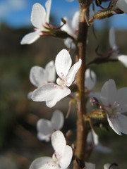 Stylidium diversifolium