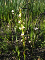 Prasophyllum fimbria