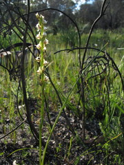 Prasophyllum fimbria