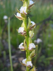 Prasophyllum fimbria