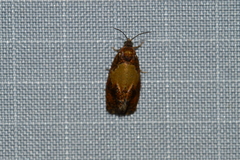 Olethreutes osmundana
