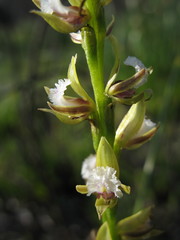 Prasophyllum fimbria