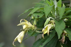 Siphocampylus giganteus