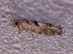 Pseudexentera hodsoni