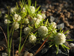 Siloxerus filifolius