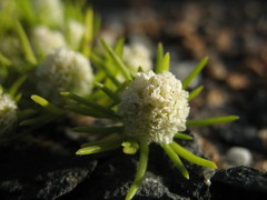 Siloxerus filifolius