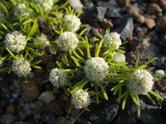 Siloxerus filifolius