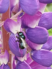 Osmia ribifloris ribifloris