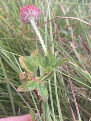 Trifolium africanum