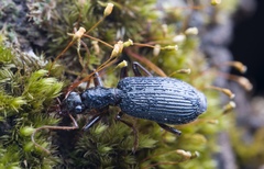 Prionodrypta