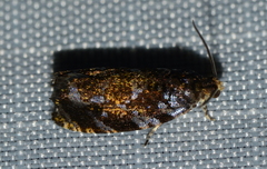 Olethreutes auricapitana