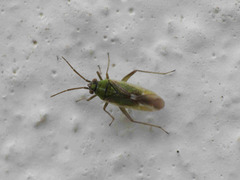 Conostethus venustus