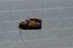 Olethreutes auricapitana
