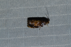 Olethreutes auricapitana