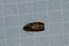 Olethreutes auricapitana