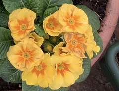 Primula × polyantha