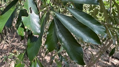 Magnoliopsida
