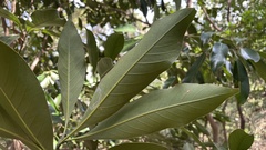 Magnoliopsida