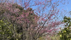 Prunus campanulata