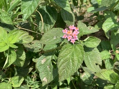 Lantana × strigocamara