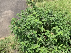 Lantana × strigocamara
