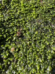 Riccardia chamedryfolia