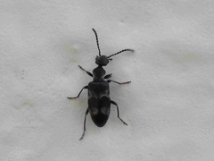 Microhoria
