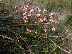 Stylidium hesperium