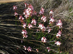 Stylidium hesperium