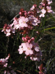 Stylidium hesperium